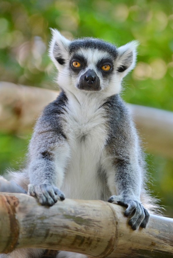 Lemur-IonMoe-e1424894064630