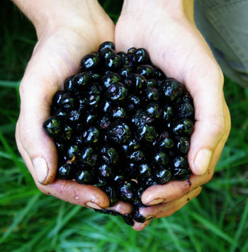 Atropa_belladonna_hands-010