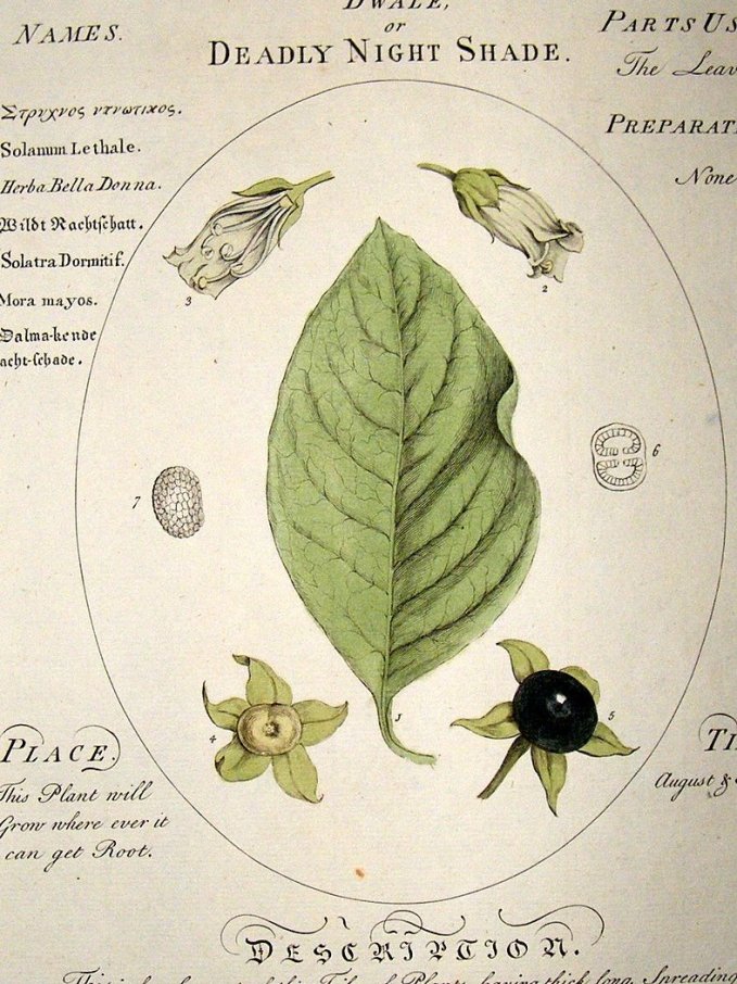 sheldrake-1759-medical-botany.-dwale-or-deadly-nightshade.-hand-col-[2]-14861-p
