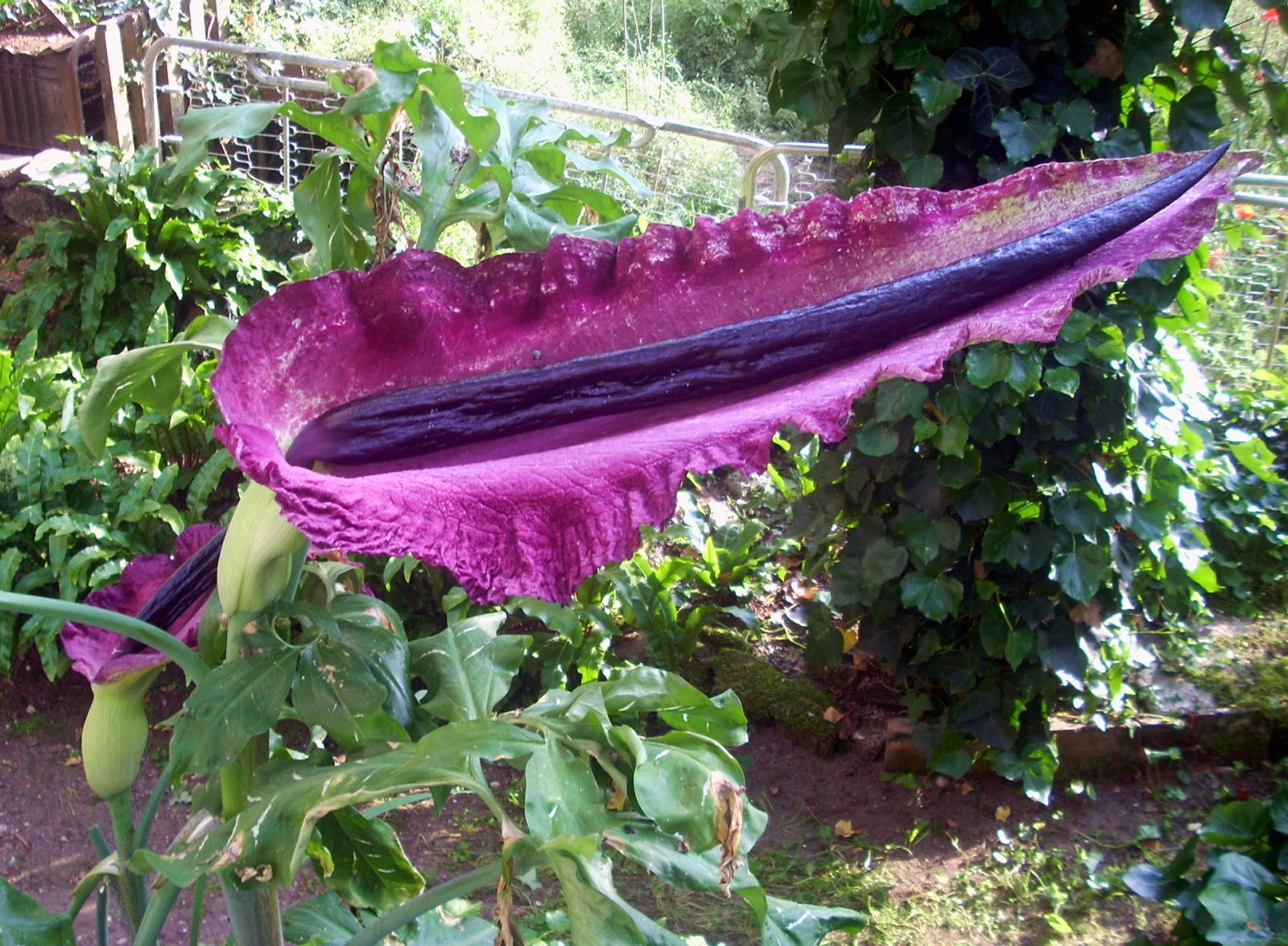 Dracunculus vulgaris.jpg