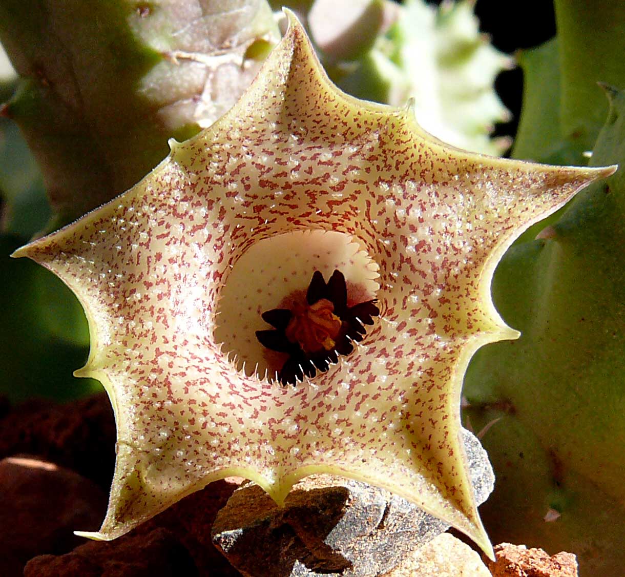 huernia_guttata_reticulata4_closeup.jpg