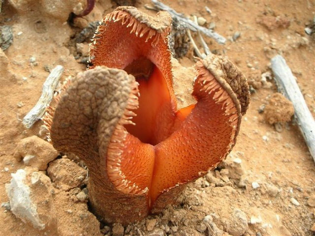 Hydnora-africana-bobbejaankos.jpg