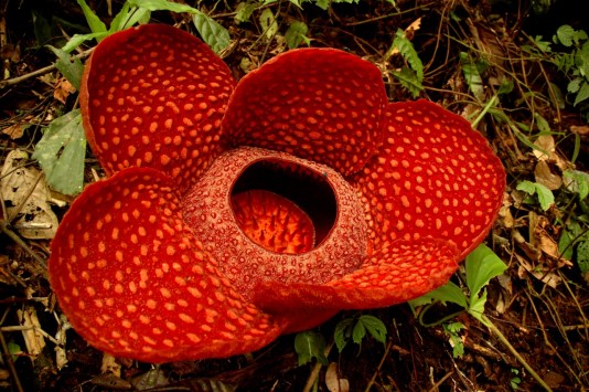 Rafflesia arnoldii.jpg