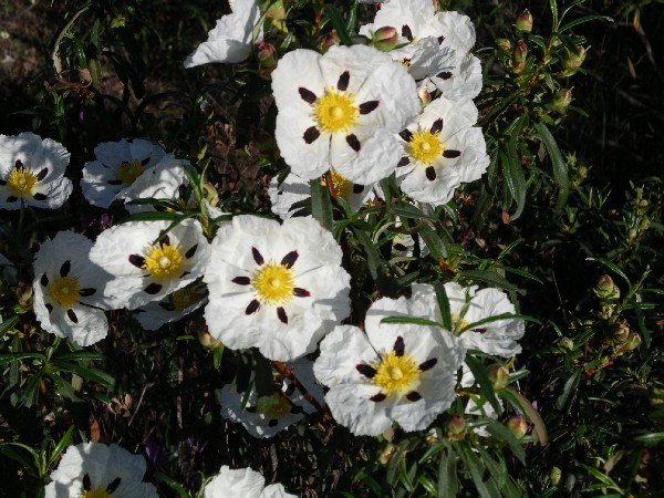 cistus-ladanifer-5