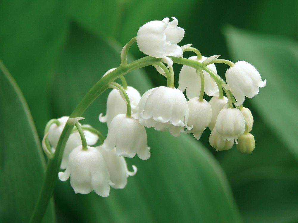 The Poisoned Garden: Lily of the Valley