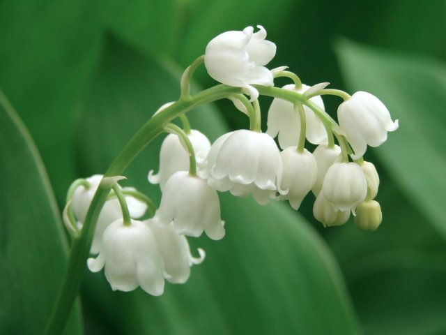 The Poisoned Garden: Lily of the Valley  Death Scent