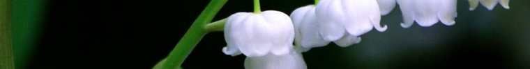 The Poisoned Garden: Lily of the&nbsp;Valley